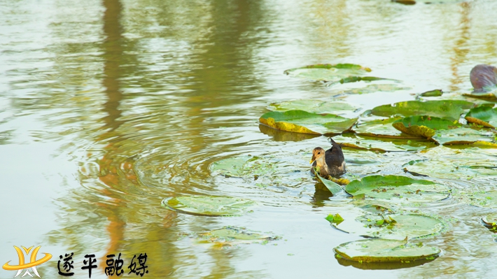 水鳥嬉戲.jpg