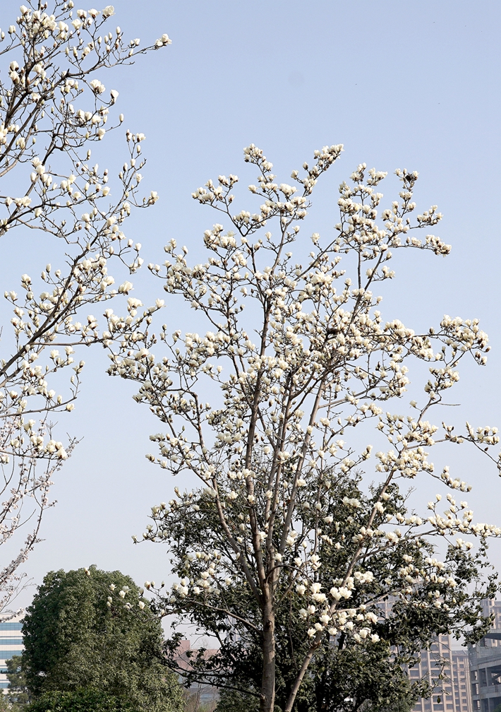 滿樹繁花.jpg