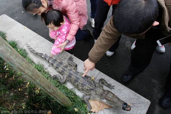 成都小區草地驚現“殺人鱷