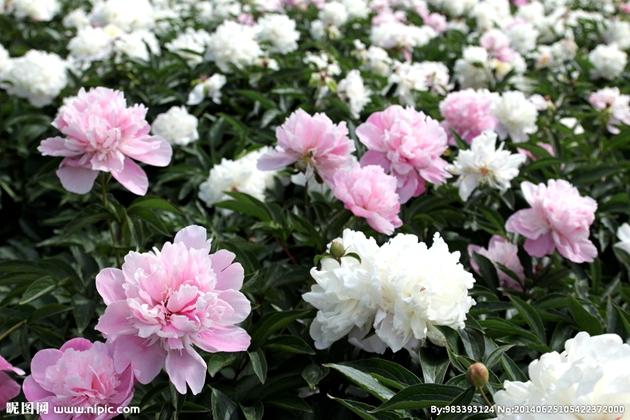 華北地區最大芍藥觀賞基地——內蒙古盛樂芍藥觀賞園５月底免費開放