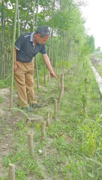 心痛！洛陽2天400棵樹被砍 到底因為啥？